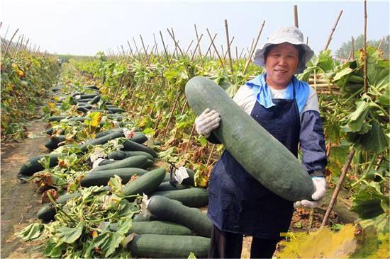 冬瓜蔬菜種植基地